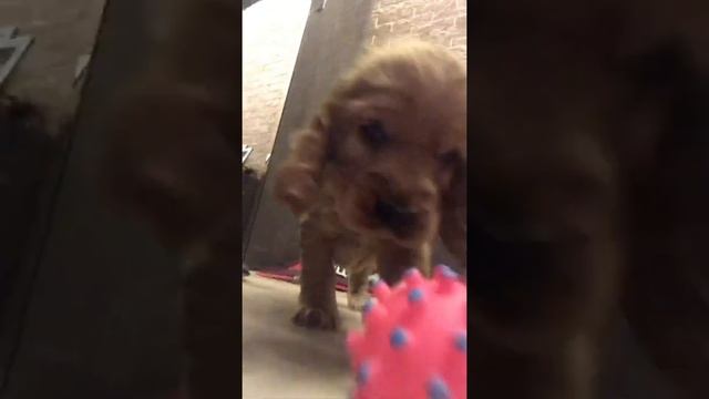 Ричарду 1,5 месяца щенок кокер спаниеля первый день дома смотреть онлайн