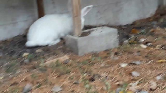 Дружба-это преданность, верность! смотреть онлайн