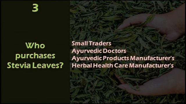 6 Most Frequently Asked Questions About Stevia Crop | Stevia Dry Leaves смотреть онлайн