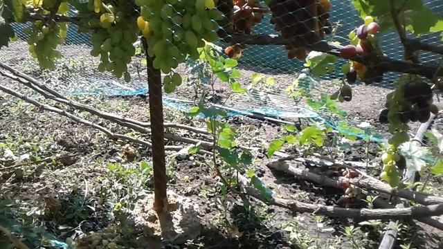 Виноград Изюминка 2018 год смотреть онлайн