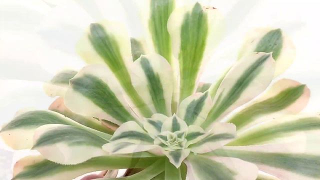 Aeonium 'Pink Witch'