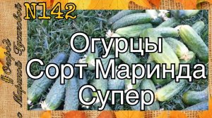 ОГУРЕЦ Сорт МАРИНДА - Супер. Применили Фитоверм от Паутинного Клеща