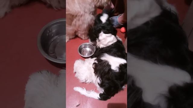 Ленивый американский кокер Спаниель кушает вкусняхи смотреть онлайн