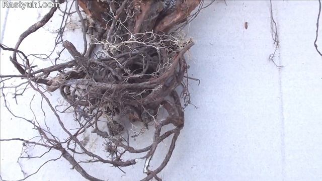 Гейхера: особенности растения, секреты выращивания / Heuchera: plant features, growing secrets смотреть онлайн