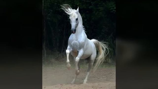 Фото породы лошадей арабской породы! смотреть онлайн