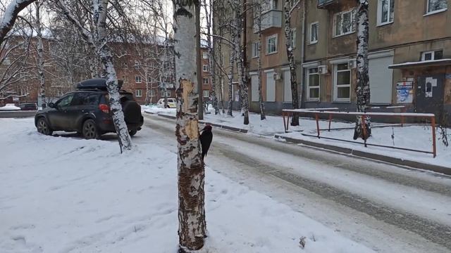 Черный дятел (желна в городе Иркутске) смотреть онлайн