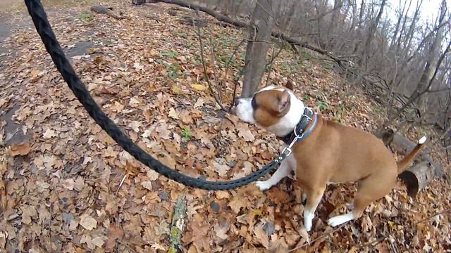 СТАФФОРД ПРОТИВ ДВУХ ОВЧАРОК