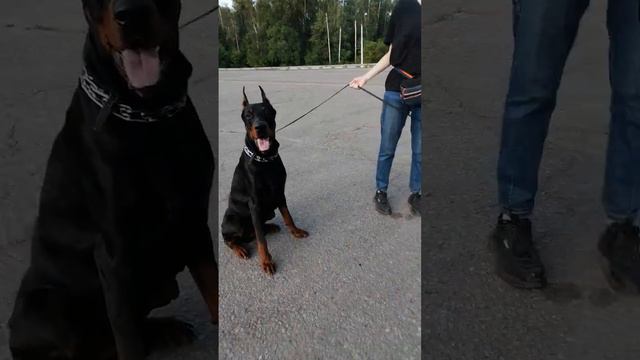 Very large doberman ( Очень крупный доберман ) смотреть онлайн
