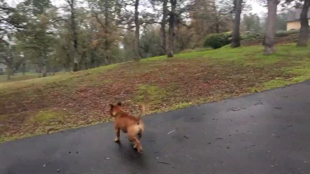 AKC STAFFORDSHIRE BULL TERRIERS & Doberman 😀 смотреть онлайн