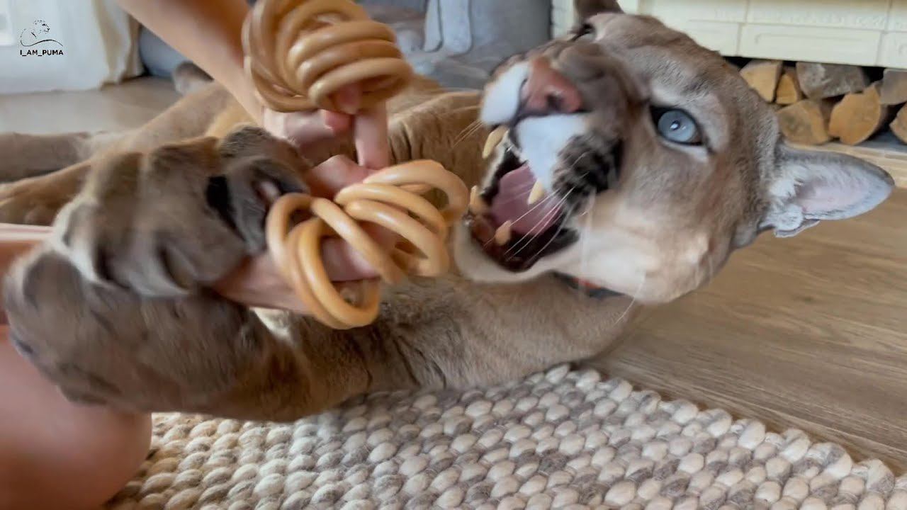 Месси шипит на Машу!