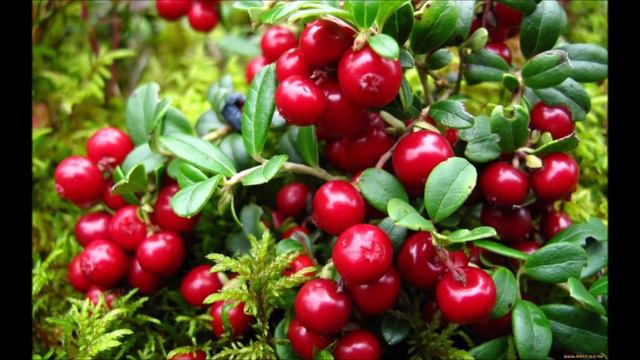 Лесное межвременье... смотреть онлайн