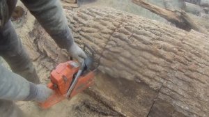 Как Хускварна 365 пилит Дуб или иллюзия обмана. ms 361 так может?