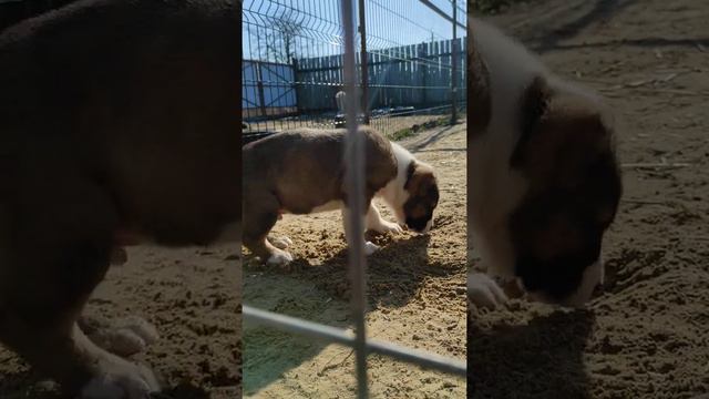 🐶Белолобый копает🐶 Щенки САО/алабай 8-918-433-92-92 What'sApp, Telegram, www.rushland.ru смотреть онлайн