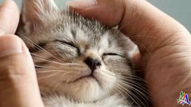 Маленький КОТЁНОК сидел и тихонько скрёбся у двери квартиры. Малышу не вынесли даже водички, но… смотреть онлайн