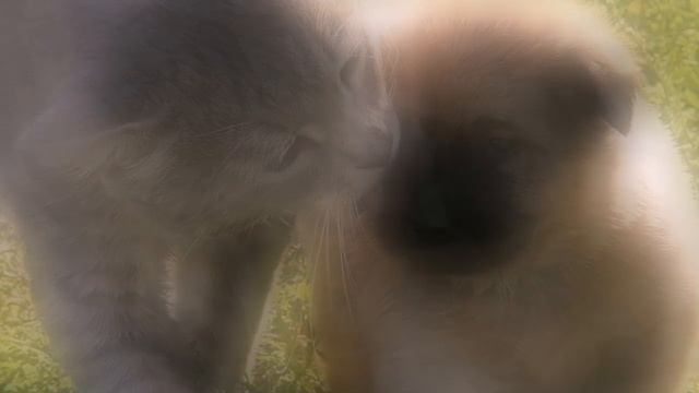 ТРОГАТЕЛЬНЫЕ СТИХИ О КОШКАХ - смешное видео, приколы, смотреть онлайн смотреть онлайн