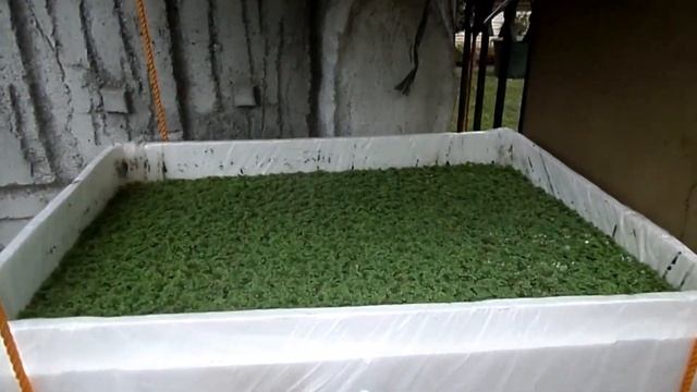 Azolla Farming: Horizontal and Vertical Mini-Pond смотреть онлайн