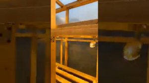 Строительство теплицы для тюльпанов