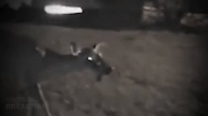 Зомби-олень: 3 самых пугающих случая с участием животных