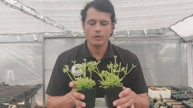 Rhipsalis cereuscula Care Tips смотреть онлайн