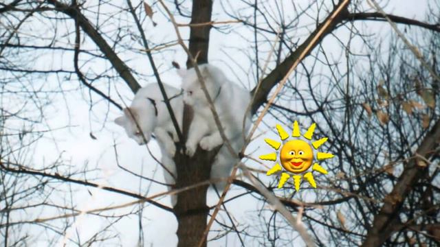 Кошки -лучшие друзья смотреть онлайн