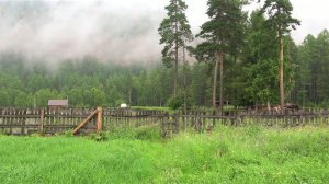 Славные Сибирские покосы под седыми кедрами