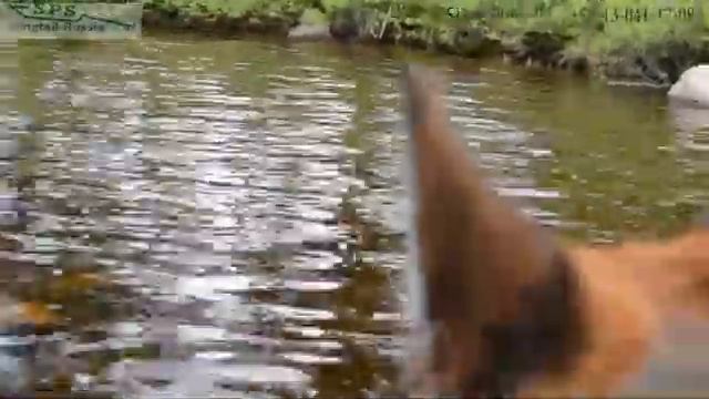 Светлана. Лодочный мотор Longtail SPS-9ZSS.Часть 2.