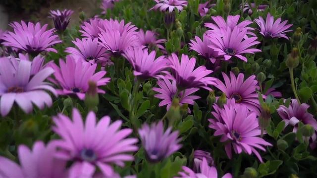 Это божественно красивые мелодии, которые заставят вас плакать! Самая красивая мелодия в мире смотреть онлайн