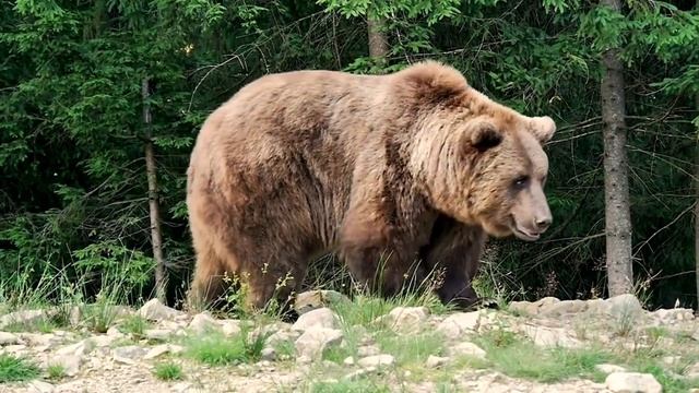 How Strong is a Grizzly Bear - Grizzly Bear Strength - Grizzly Bear vs Gorilla смотреть онлайн
