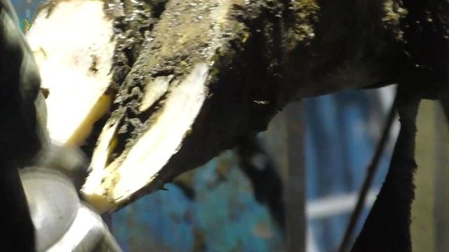 Профилактическая обрезка копыт у коров