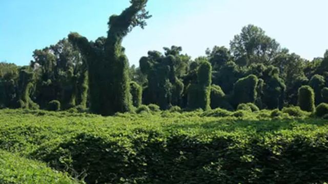 The Health Benefits Of Kudzu Herb