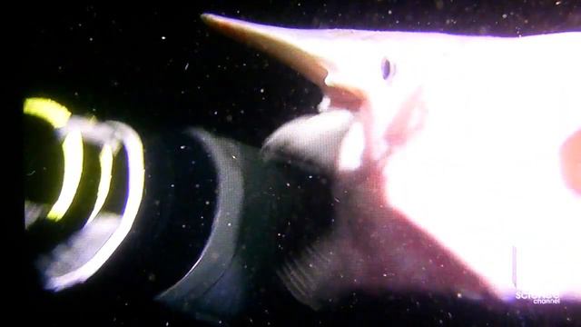 Черное море рыба монстр