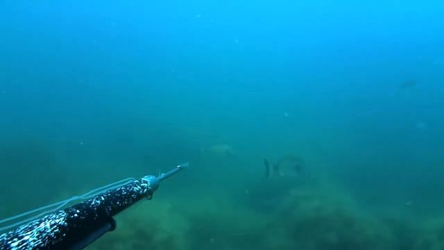 Подводная охота.Черное море.Горбыль.Зубарик. смотреть онлайн