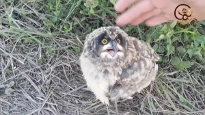 Как мы нашли маленького совёнка. МанкиТайм