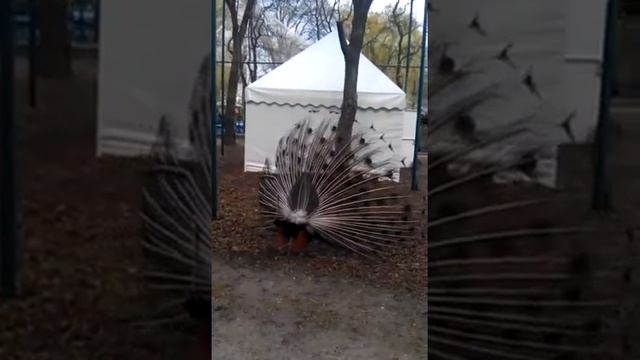 Павлин с раскрытым хвостом смотреть онлайн