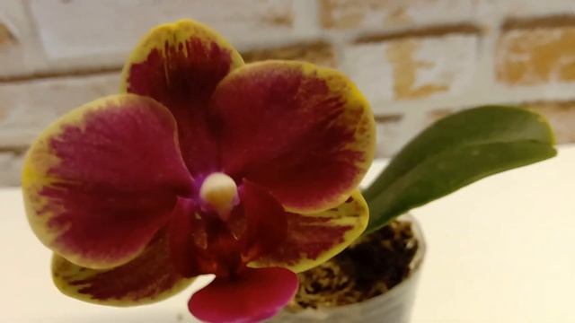 Фаленопсис "Азиатская интрига". смотреть онлайн