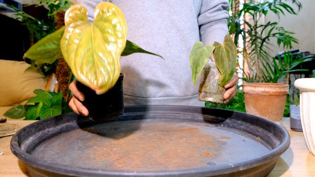 Repotting A Few Of My Aroids! Alocasia Azlani I Philodendron Majestic