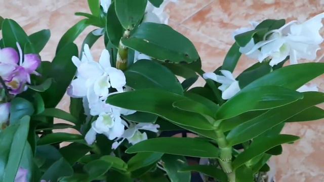BUNGA ANGGREK DENDROBIUM NOBILE смотреть онлайн