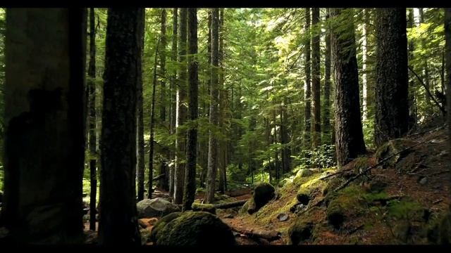 Native American Flute/ Sounds Of The Forest/ Relaxation/ Sleep And Meditation/ Healing Music