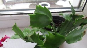 Декабрист после покупки какой нужен уход    #декабристы#шлюмбергеры