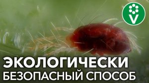 100% защита от клеща на огурце, клубнике, смородине!