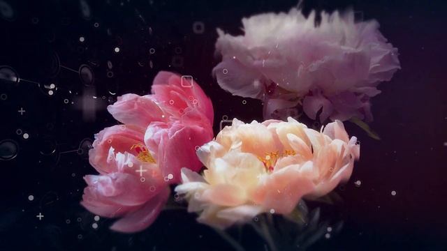 Цветы. Видео шоу смотреть онлайн