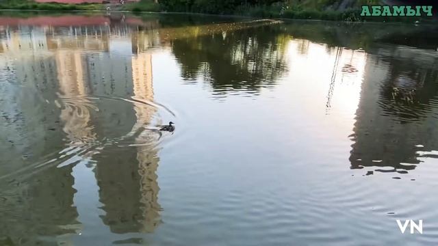 Чем кормить уток.