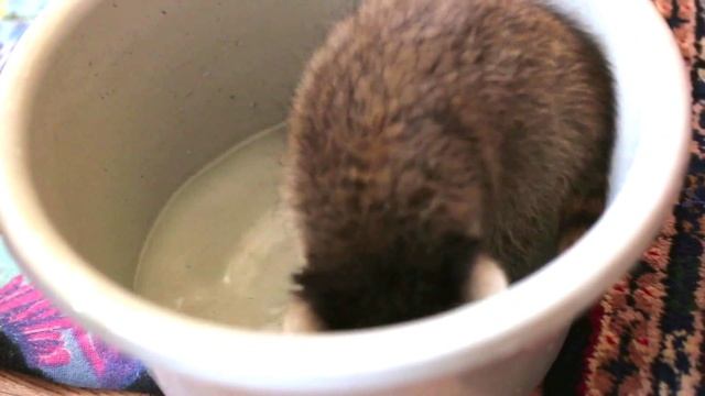 Маленькие енотики смотреть онлайн
