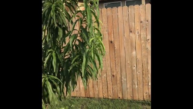 Fence Pressure Wash And Staining with Wagner FLEXiO 590 Handheld HVLP Paint Sprayer смотреть онлайн