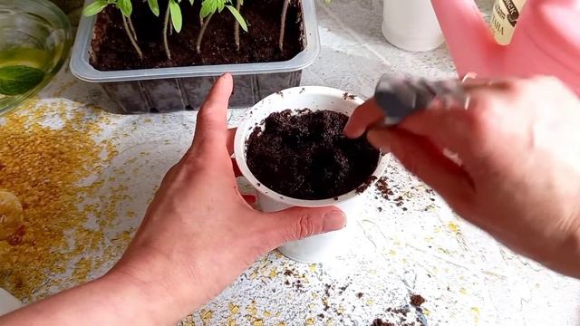 Пикирование томатов. Пересаживаем помидорную рассаду в отдельные стаканчики