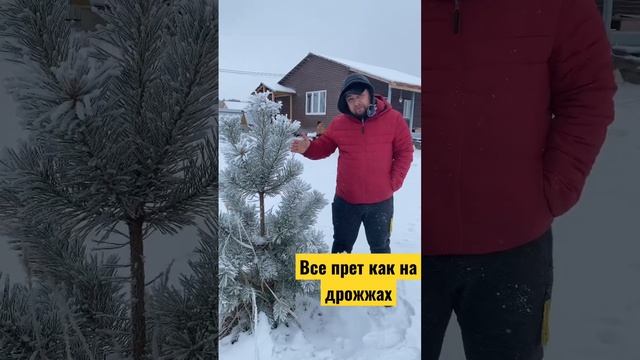 Мои елки прут как на дрожжах #соснагигант #сосна великан #мои деревья самые большие #сосна не как смотреть онлайн