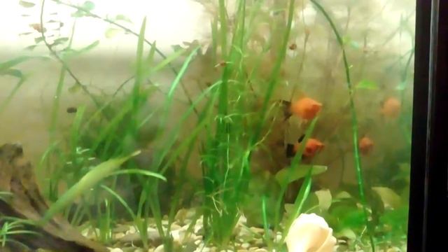 Мой маленький прудик#2 смотреть онлайн