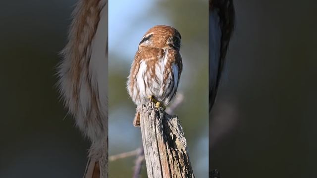 Chuncho Austral (Glaucidium nana)-Loncotoro, X región de Los lagos смотреть онлайн