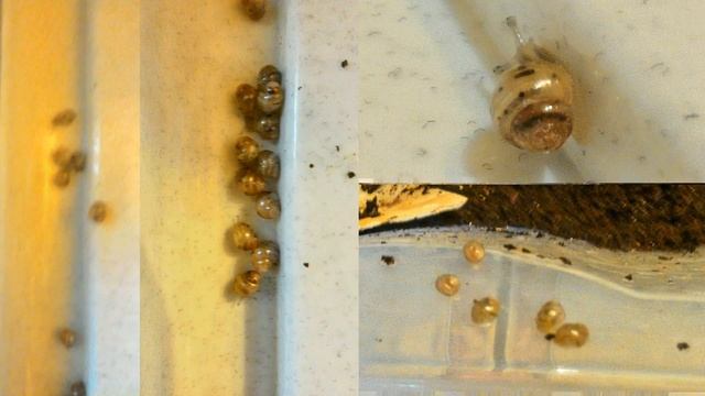 Улиткомания: новогодние улитки смотреть онлайн