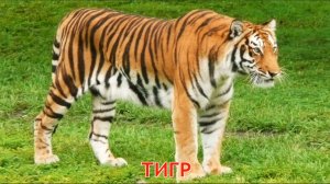 Животные мира, звуки животных. Отгадываем животных | Развивающий мультфильм для детей